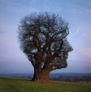 Head Tree